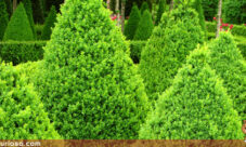 De qué se alimentan las plantas
