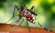 Cómo se transmite el dengue