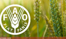 Qué es la FAO?