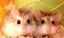 Cómo es la convivencia entre hamsters