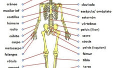 Cuántos huesos tiene el cuerpo humano