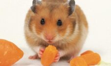 Cuáles son los habitos de los hamsters