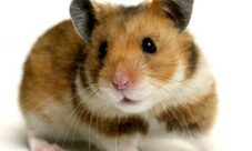 Cómo saber cuántos años tiene un hamster