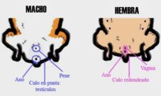 Cómo saber si un hámster es hembra o macho