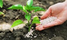 Cada cuánto se deben abonar las plantas