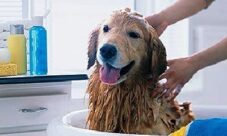 Cada cuanto se debe bañar a un perro