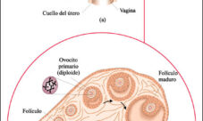 Cuál es la función del aparato reproductor femenino