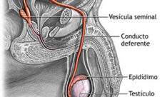 Cuál es la función del aparato reproductor masculino