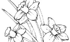 Imágenes de flores dibujadas