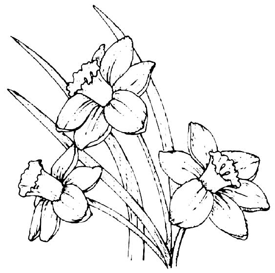 Imágenes de flores dibujadas