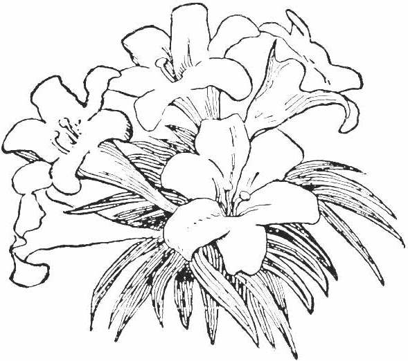 Imágenes de flores dibujadas