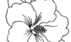 Imágenes de flores para dibujar