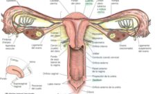 Partes del aparato reproductor femenino