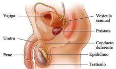 Partes del aparato reproductor masculino