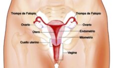 Qué es el aparato reproductor femenino