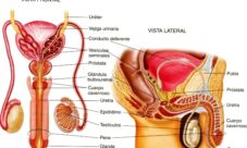 Qué es el aparato reproductor masculino