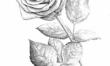 Rosas para dibujar a lápiz