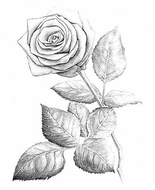 Rosas para dibujar a lápiz - Blog didáctico