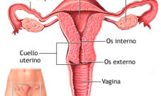 Dónde se encuentra el aparato reproductor femenino