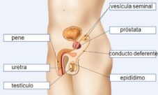 Dónde se encuentra el aparato reproductor masculino