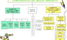 ¿Cuáles son los componentes del medio ambiente?