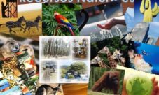 ¿Cuáles son los recursos naturales?