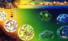 ¿Cómo se originó la vida según la teoría evolucionista?