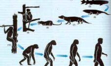 Propuestas hechas por Darwin en su teoría evolucionista