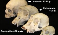 ¿Por qué la teoría evolucionista de Darwin es una de las más aceptadas?