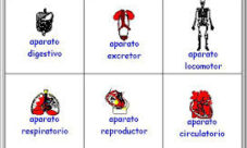 Aparatos del cuerpo humano