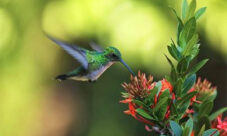 El extraño vuelo del Colibrí