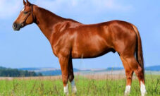 Curiosidades sobre los caballos