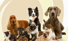 10 Curiosidades sobre perros