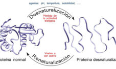 Desnaturalización de proteínas