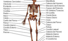 Huesos del cuerpo humano