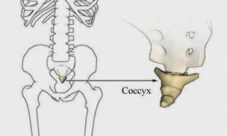 ¿Cuántos huesos tiene el cuerpo humano?