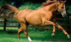 Imágenes de caballos hermosos