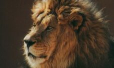 Imágenes de leones salvajes