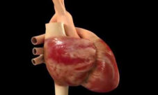 ¿Cuál es la función del corazón?