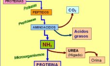 Metabolismo de las proteínas