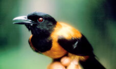 El pájaro venenoso