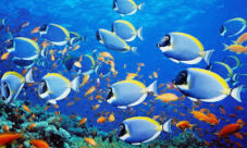 ¿Los peces tienen buena memoria?