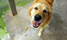 ¿Por qué los perros dan vueltas antes de acostarse?