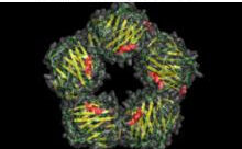 Proteína C reactiva