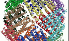 Proteínas conjugadas