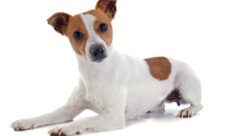 Cómo saber la edad de un perro