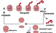 Síntesis de proteínas