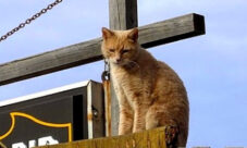 El pueblo que tiene a un gato por alcalde