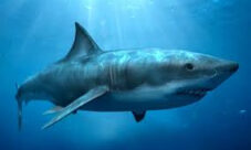 Por qué los tiburones no pueden dormir