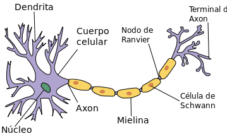 Célula nerviosa